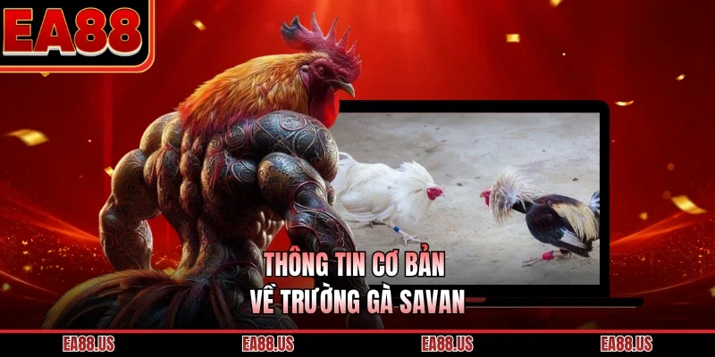 Thông tin cơ bản về trường gà Savan
