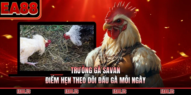 Trường Gà Savan - Điểm Hẹn Theo Dõi Đấu Gà Mỗi Ngày
